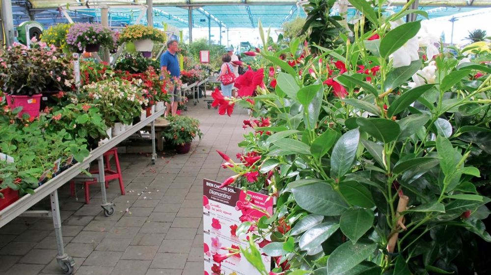 Grâce aux mois de mars et avril ensoleillés, les jardineries ont bien travaillé au cours du premier semestre 2017. Grâce aux mois de mars et avril ensoleillés, les jardineries ont bien travaillé au cours du premier semestre 2017.