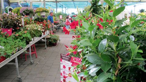 Grâce aux mois de mars et avril ensoleillés, les jardineries ont bien travaillé au cours du premier semestre 2017.