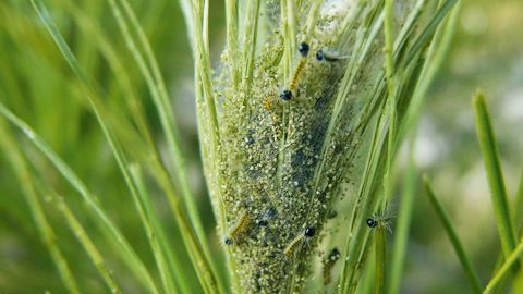 Les chenilles de premiers stades de la processionnaire du pin ont fait leur apparition sur une grande majorité du territoire métropolitain.PHOTO : ÉRIC CHAPIN