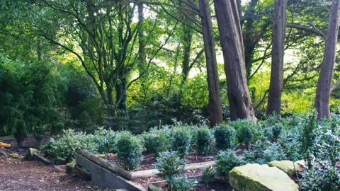Le jardin de la Ballue, joyau de l'art topiaire de 2,5 ha près de Rennes (35), compte une collection de buis en cours de classement par le CCVS.