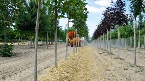 Paillage sur le rang, à base de paille de blé, en pépinière pleine terre.PHOTO : CHARLOTTE FOURMY