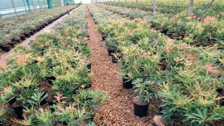 La plateforme d'échanges de végétaux de pépinière, située à Angers (49), est ouverte à tous les pépiniéristes français.PHOTO : PASCAL FAYOLLE