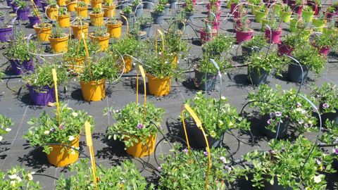 L'évolution du financement de l'expérimentation a été présentée en conseil spécialisé horticole de FranceAgriMer fin septembre. Les programmes peuvent désormais être pluriannuels.