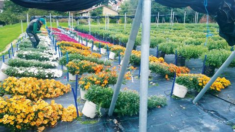 Pas moins de 150 chrysanthèmes en cascades ont été cultivés par l'obtenteur Jean-Pierre Tourly pour fleurir précocément, grâce au photopériodisme, la ville de Lahr. À droite, des potées en culture classique.PHOTO : J.-P. TOURLY