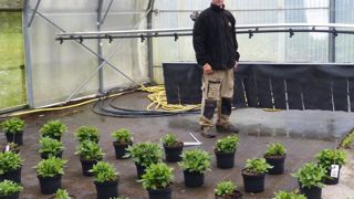 La rampe d'irrigation est équipée d'une bâche qui régule la croissance en hauteur des chrysanthèmes par « au moins deux allers-retours/jour sur les plantes », indique Pierre-Yves Perroud.PHOTO : ÉTABLISSEMENT HORTICOLE DE VALDOIE La rampe d'irrigation est équipée d'une bâche qui régule la croissance en hauteur des chrysanthèmes par « au moins deux allers-retours/jour sur les plantes », indique Pierre-Yves Perroud.PHOTO : ÉTABLISSEMENT HORTICOLE DE VALDOIE