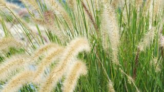 Le nom Pennisetum setaceum est à ce jour sujet à des interprétations variées à la suite de travaux phylogénétiques récents proposant la fusion des genres Pennisetum et Cenchrus. Le cultivar 'Sky Rocket' est, de manière avérée, génétiquement affilié à Cenchrus advena (syn. Pennisetum advena). À ce titre, il n'est pas concerné par la réglementation européenne sur les espèces exotiques envahissantes.PHOTO : ODILE MAILLARD
