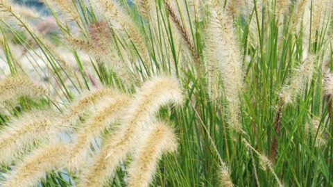 Le nom Pennisetum setaceum est à ce jour sujet à des interprétations variées à la suite de travaux phylogénétiques récents proposant la fusion des genres Pennisetum et Cenchrus. Le cultivar 'Sky Rocket' est, de manière avérée, génétiquement affilié à Cenchrus advena (syn. Pennisetum advena). À ce titre, il n'est pas concerné par la réglementation européenne sur les espèces exotiques envahissantes.PHOTO : ODILE MAILLARD