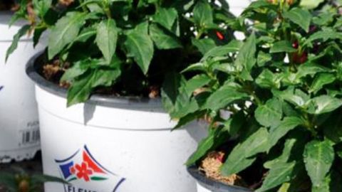 Les producteurs affichent l'origine des produits.PHOTO : ETS HORTICOLES DU CANNEBETH