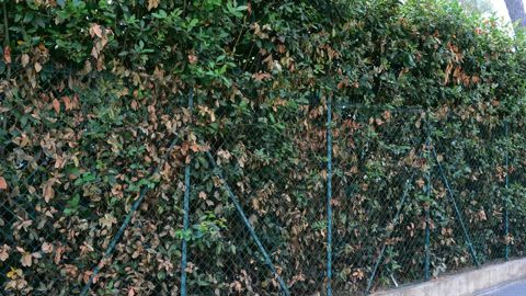 Dégâts de Xylosandrus compactus.PHOTO : ÉRIC CHAPIN