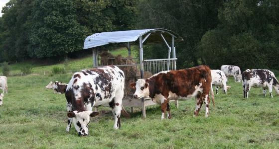 FranceAgriMer livre de sombres perspectives pour la filière bovine française en 2012