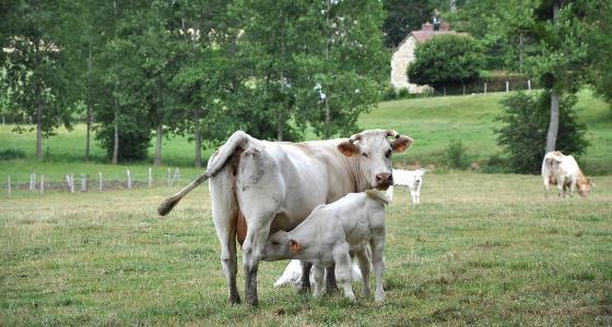 décapitalisation bovine