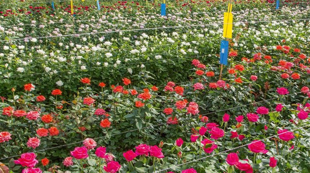 Les roses Meilland figureront désormais au disponible du groupement Vivaplante.PHOTO : MEILLAND RICHARDIER