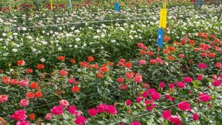 Les roses Meilland figureront désormais au disponible du groupement Vivaplante.PHOTO : MEILLAND RICHARDIER