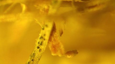 Microsclérotes de Verticillium sur de la paille de lin.PHOTO :JANE DEBODE, ILVO