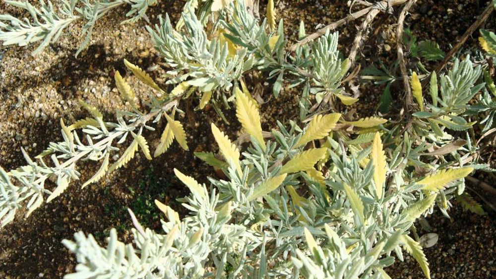 La maladie a été identifiée en Europe en 2013. Ici, symptômes de Xylella fastidiosa subsp. multiplex sur Lavandula x allardi. AGNÈS POIRIER, HTTPS://GD.EPPO.INT La maladie a été identifiée en Europe en 2013. Ici, symptômes de Xylella fastidiosa subsp. multiplex sur Lavandula x allardi. AGNÈS POIRIER, HTTPS://GD.EPPO.INT