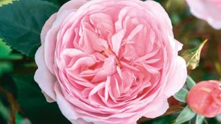 PHOTO  SNHF PHOTO  SNHF