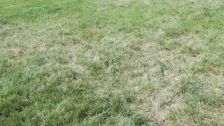 Une attaque de Pyricularia sur gazon.JSFG Une attaque de Pyricularia sur gazon.JSFG