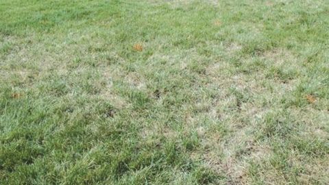 Une attaque de Pyricularia sur gazon.JSFG