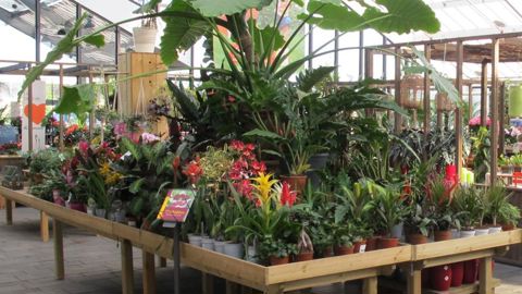 Dans un contexte de printemps difficile pour les jardineries, les végétaux d'intérieur ont tiré leur épingle du jeu lors du premier semestre 2018.PHOTO : PASCAL FAYOLLE