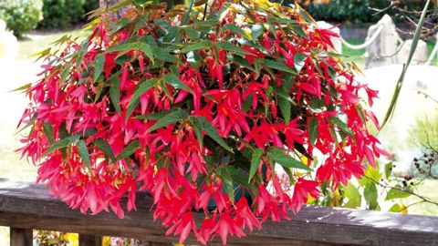 Floranova apporte à Syngenta Flowers sa large gamme d'obtentions, dont - sur cette photo - Begonia boliviensis'Bossa Nova' Pink Glow Small.