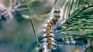 Principal défoliateur des pins, la processionnaire engendre une perte de croissance limitée. Son caractère urticant la rend toutefois problématique d'un point de vue sanitaire.PHOTO D.D. CADAHIA, SUBDIRECCION GÉNÉRALE DE SANIDAD VÉGÉTAL, BGWOOD.ORG.