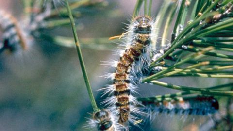 Principal défoliateur des pins, la processionnaire engendre une perte de croissance limitée. Son caractère urticant la rend toutefois problématique d'un point de vue sanitaire.PHOTO D.D. CADAHIA, SUBDIRECCION GÉNÉRALE DE SANIDAD VÉGÉTAL, BGWOOD.ORG.