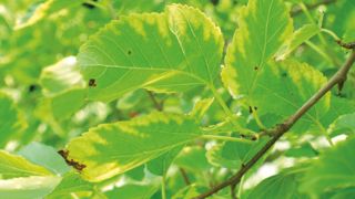La gamme d'hôtes de Xylella fastidiosa comprend 563 espèces répertoriées dans la base de données de l'EFSA. Ici, symptômes de brûlures foliaires sur un Morus alba.PHOTO : JOHN HARTMAN, UNIVERSITY OF KENTUCKY, BUGWOOD.ORG La gamme d'hôtes de Xylella fastidiosa comprend 563 espèces répertoriées dans la base de données de l'EFSA. Ici, symptômes de brûlures foliaires sur un Morus alba.PHOTO : JOHN HARTMAN, UNIVERSITY OF KENTUCKY, BUGWOOD.ORG