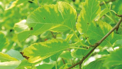 La gamme d'hôtes de Xylella fastidiosa comprend 563 espèces répertoriées dans la base de données de l'EFSA. Ici, symptômes de brûlures foliaires sur un Morus alba.PHOTO : JOHN HARTMAN, UNIVERSITY OF KENTUCKY, BUGWOOD.ORG