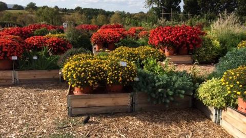 Plusieurs fournisseurs participent à des essais, en partenariat avec la station Ratho (Brindas -69), afin de tester puis de lancer des terreaux sans tourbe. Les expérimentations visent à valider le bon comportement des plantes horticoles.PHOTO ODILE MAILLARD