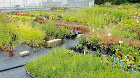Selon les chiffres publiés à l'occasion du dernier Conseil spécialisé horticole de FranceAgriMer, il y aurait aujourd'hui 3 308 entreprises horticoles en France.PHOTO PASCAL FAYOLLE