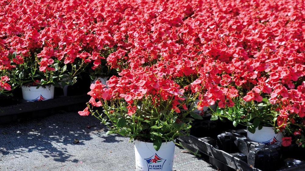 Le label Fleurs de France est attendu par la distribution, la production doit répondre plus massivement à cette attente, estime la FNPHP. Le label Fleurs de France est attendu par la distribution, la production doit répondre plus massivement à cette attente, estime la FNPHP.