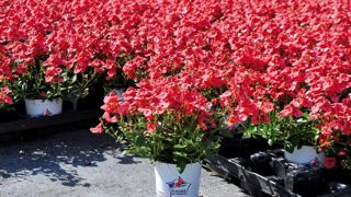 Le label Fleurs de France est attendu par la distribution, la production doit répondre plus massivement à cette attente, estime la FNPHP. Le label Fleurs de France est attendu par la distribution, la production doit répondre plus massivement à cette attente, estime la FNPHP.