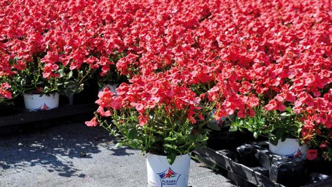 Le label Fleurs de France est attendu par la distribution, la production doit répondre plus massivement à cette attente, estime la FNPHP.