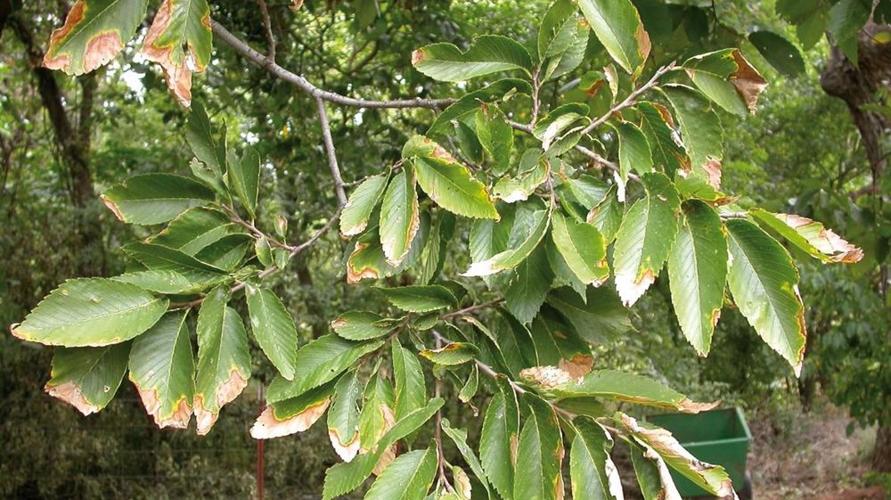 Symptômes de Xylella fastidiosa sur orme.PHOTO BRIAN OLSON, OKLAHOMA STATE UNIVERSITY, BUGWOOD.ORG Symptômes de Xylella fastidiosa sur orme.PHOTO BRIAN OLSON, OKLAHOMA STATE UNIVERSITY, BUGWOOD.ORG