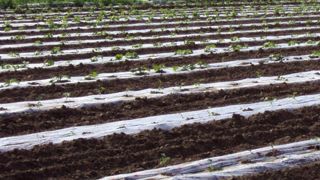 Le métam-sodium était jusqu'ici autorisé en traitements généraux, cultures ornementales ou tomates, contre les champignons et les nématodes du sol.PHOTO : VALERIE VIDRIL Le métam-sodium était jusqu'ici autorisé en traitements généraux, cultures ornementales ou tomates, contre les champignons et les nématodes du sol.PHOTO : VALERIE VIDRIL