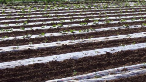 Le métam-sodium était jusqu'ici autorisé en traitements généraux, cultures ornementales ou tomates, contre les champignons et les nématodes du sol.PHOTO : VALERIE VIDRIL