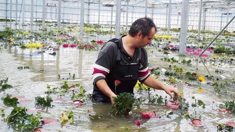 « Les digues ont cédé. En quelques heures, pendant la nuit, les 17 000 m² de serres et 3,5 ha de plein champ ont été recouverts jusqu'à 1,30 m d'eau. Nous n'avons pratiquement rien pu sauver », relate Tristan Collet, le mari d'Aurélie Crétallaz.LE VERNEY