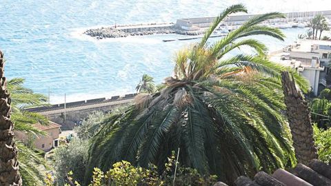 Aujourd'hui, « organisme réglementé non de quarantaine », le charançon rouge des palmiers cause des dépérissements des palmes, voire des chutes de l'apex des palmiers. La lutte reste obligatoire en France, mais l'arrêté du 21 juillet 2010 sera prochainement modifié, pour tenir compte des connaissances nouvelles et améliorer les stratégies de protection.PHOTO SNP