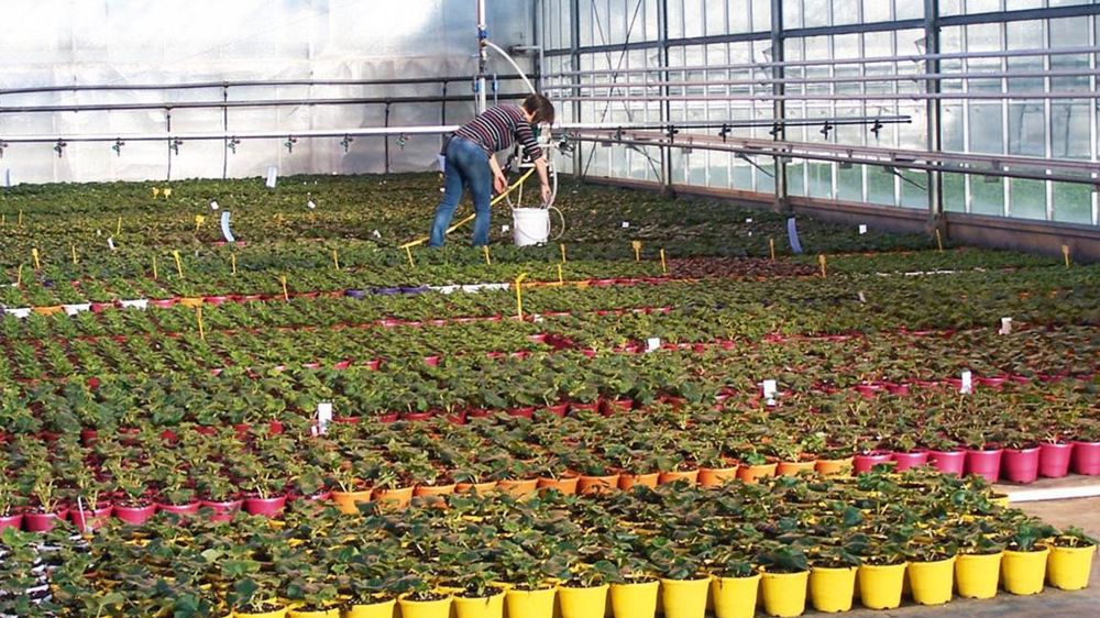 Horticulteurs et pépiniéristes ont fait état de leurs préoccupations en matière de compétitivité. Mais ils ont aussi attiré l'attention des élus sur un enjeu fort, le renouvellement des générations. Horticulteurs et pépiniéristes ont fait état de leurs préoccupations en matière de compétitivité. Mais ils ont aussi attiré l'attention des élus sur un enjeu fort, le renouvellement des générations.