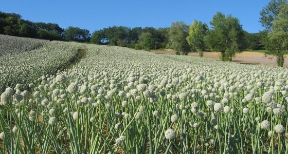 La récolte 2011 a déçu, notamment en carottes et oignons, du fait de problèmes récurrents de germination