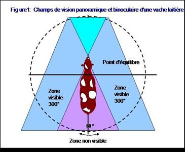 vue bovin
