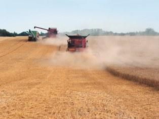 La crainte d'une sécheresse au Kansas fait progresser les cours du blé