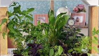 Parmi les entreprises lauréates du premier concours de Végépolys, Fresh Square est celle qui concerne de plus près nos filières. Elle propose un système de production de mini-légumes ou de fleurs comestibles portant le nom de sa start-up.PHOTO : FRESH SQUARE