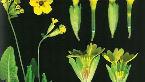 PHOTO : PIERRE ET DÉLIA VIGNES