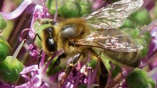 Lancé le 20 mai 2015 dans le cadre de la mise en oeuvre de la loi pour la reconquête de la biodiversité, de la nature et des paysages, le premier plan national d'actions « France terre de pollinisateurs » mobilise citoyens, élus, associations, agriculteurs, industriels, scientifiques... Lancé le 20 mai 2015 dans le cadre de la mise en oeuvre de la loi pour la reconquête de la biodiversité, de la nature et des paysages, le premier plan national d'actions « France terre de pollinisateurs » mobilise citoyens, élus, associations, agriculteurs, industriels, scientifiques...