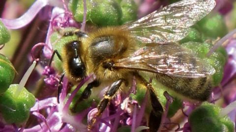 Lancé le 20 mai 2015 dans le cadre de la mise en oeuvre de la loi pour la reconquête de la biodiversité, de la nature et des paysages, le premier plan national d'actions « France terre de pollinisateurs » mobilise citoyens, élus, associations, agriculteurs, industriels, scientifiques...