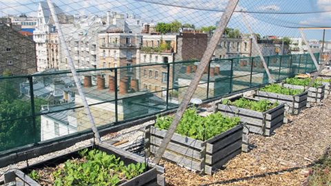 Comme ici à Paris, les toits et les terrasses des zones urbaines se transforment de plus en plus en espaces de culture. Fruits et légumes s'y développent et assurent aux habitants une partie de leur consommation alimentaire.