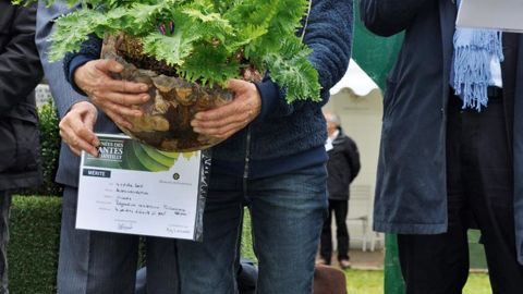 Anne-Marie Gaillard, responsable de la pépinière Les jardins d'écoute s'il pleut (85) présente Polypodium cambricum 'Pulcherrimum Addison', primé aux Journées des Plantes de Chantilly (60) en octobre 2016.