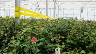 L'article dénonce également les importations, soumises à des règles bien moins drastiques que la production européenne.