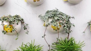 Les plantes ayant des formes spéciales et étonnantes sont les ambassadrices de la tendance « R-evolution ». Les miniplantes peuvent être mises en scène facilement avec leur look décalé.